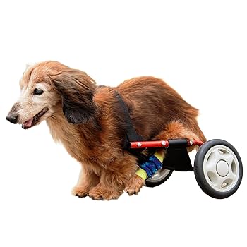 りく　犬用車椅子　犬の歩行器　歩行サポート　犬の車いす　シニア犬　ダックス 楽天市場】＼期間限定☆店内全品5%OFFクーポン配布中／犬用